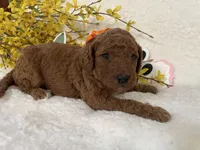 Mini Golden Doodle Miss Orange Collar, a female Miniature Goldendoodle for sale in Columbia, SC – Photo 5 of 7