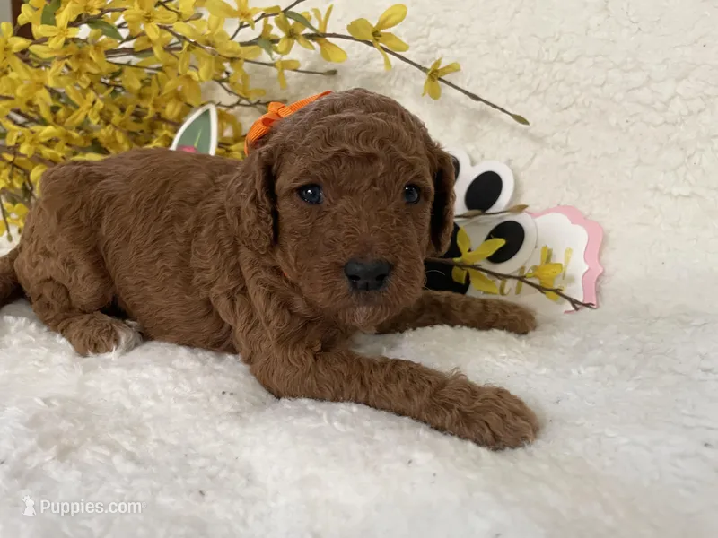 Mini Golden Doodle Miss Orange Collar – Miniature Goldendoodle puppy for sale in Columbia, SC