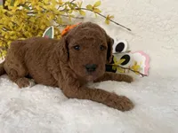 Mini Golden Doodle Miss Orange Collar, a female Miniature Goldendoodle for sale in Columbia, SC – Photo 1 of 7