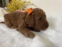 Mini Golden Doodle Miss Orange Collar, a female Miniature Goldendoodle for sale in Columbia, SC – Photo 2 of 7