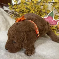 Mini Golden Doodle Miss Orange Collar, a female Miniature Goldendoodle for sale in Columbia, SC – Photo 4 of 7