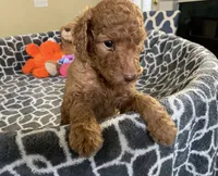 AKC Miss Lime Green Collar, a female Poodle - Standard  for sale in Columbia, SC – 5 of 10