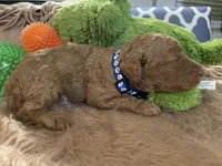 AKC Mr Blue Collar, a male Poodle - Standard  for sale in Columbia, SC – 8 of 8
