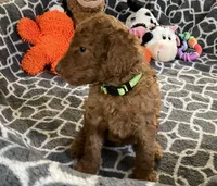 AKC Miss Lime Green Collar, a female Poodle - Standard  for sale in Columbia, SC – 6 of 10