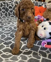 AKC Miss Lavender Collar, a female Poodle - Standard  for sale in Columbia, SC – 2 of 9