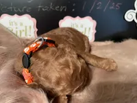 AKC Miss Orange Collar Puppy, a female Poodle - Standard  for sale in Lexington, SC – Photo 2 of 6