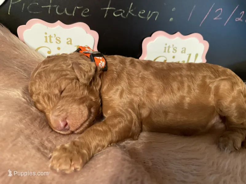 AKC Miss Orange Collar Puppy