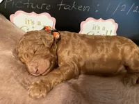 AKC Miss Orange Collar Puppy, a female Poodle - Standard  for sale in Lexington, SC – Photo 1 of 6