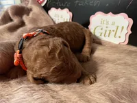 AKC Miss Orange Collar Puppy, a female Poodle - Standard  for sale in Lexington, SC – Photo 3 of 6