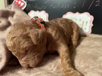 AKC Miss Orange Collar Puppy, a female Poodle - Standard  for sale in Lexington, SC – Photo 5 of 6