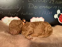 AKC Miss Orange Collar Puppy, a female Poodle - Standard  for sale in Lexington, SC – Photo 6 of 6