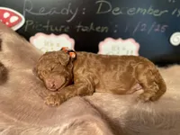 AKC Miss Orange Collar Puppy, a female Poodle - Standard  for sale in Lexington, SC – Photo 4 of 6