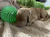 AKC Mr Gray Collar , a male Poodle - Standard  for sale in Columbia, SC – 7 of 9