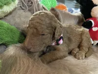 AKC Miss Light Pink Collar, a female Poodle - Standard  for sale in Columbia, SC – 2 of 8