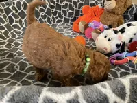 AKC Miss Lime Green Collar, a female Poodle - Standard  for sale in Columbia, SC – 10 of 10