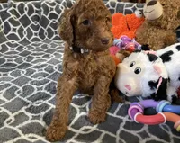 AKC Miss Lavender Collar, a female Poodle - Standard  for sale in Columbia, SC – 8 of 9
