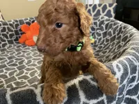 AKC Miss Lime Green Collar, a female Poodle - Standard  for sale in Columbia, SC – 9 of 10