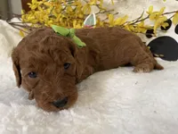 Mini Golden Doodle Miss Lime Green Collar, a female Miniature Goldendoodle for sale in Columbia, SC – Photo 5 of 8