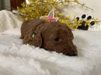 Mini Golden Doodle Miss Lime Green Collar, a female Miniature Goldendoodle for sale in Columbia, SC – Photo 4 of 8