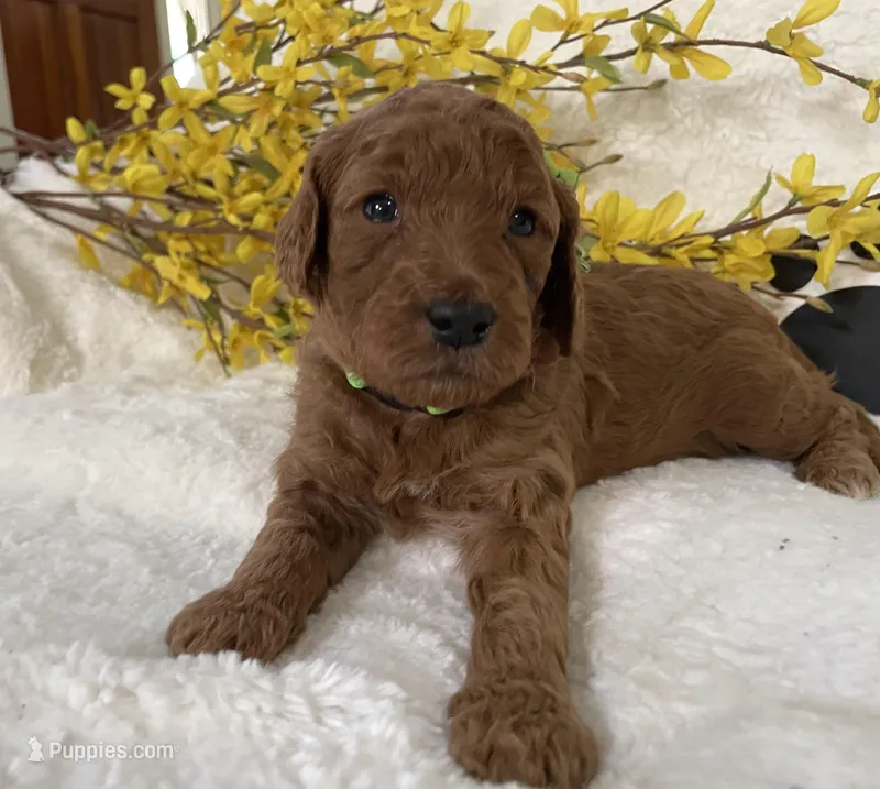 Mini Golden Doodle Miss Lime Green Collar – Miniature Goldendoodle puppy for sale in Columbia, SC
