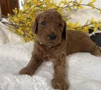 Mini Golden Doodle Miss Lime Green Collar, a female Miniature Goldendoodle for sale in Columbia, SC – Photo 1 of 8