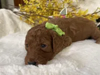 Mini Golden Doodle Miss Lime Green Collar, a female Miniature Goldendoodle for sale in Columbia, SC – Photo 3 of 8