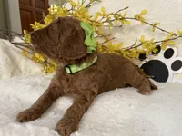 Mini Golden Doodle Miss Lime Green Collar, a female Miniature Goldendoodle for sale in Columbia, SC – Photo 2 of 8