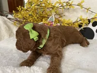 Mini Golden Doodle Miss Lime Green Collar, a female Miniature Goldendoodle for sale in Columbia, SC – Photo 6 of 8