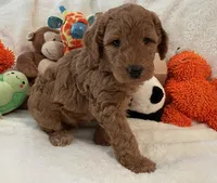 Golden Doodle Lime Green, a female Goldendoodle for sale in Lexington, SC – Photo 3 of 10