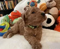 Golden Doodle Lime Green, a female Goldendoodle for sale in Lexington, SC – Photo 4 of 10