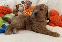 Golden Doodle Lime Green, a female Goldendoodle for sale in Lexington, SC – Photo 2 of 10