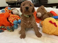Golden Doodle Lime Green, a female Goldendoodle for sale in Lexington, SC – Photo 6 of 10