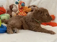 Golden Doodle Lime Green, a female Goldendoodle for sale in Lexington, SC – Photo 7 of 10