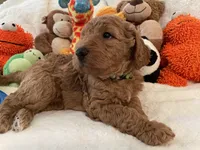 Golden Doodle Lime Green, a female Goldendoodle for sale in Lexington, SC – Photo 8 of 10