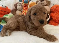 Golden Doodle Lime Green, a female Goldendoodle for sale in Lexington, SC – Photo 1 of 10
