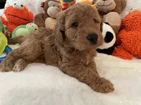 Golden Doodle Lime Green, a female Goldendoodle for sale in Lexington, SC – Photo 5 of 10