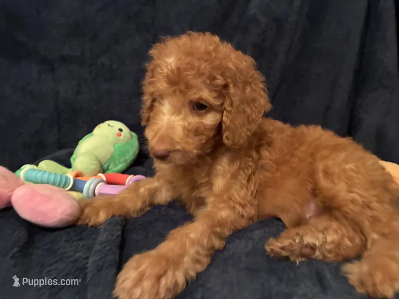 AKC Miss Light Pink Collar – Poodle - Standard  puppy for sale in Columbia, SC