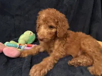 AKC Miss Light Pink Collar, a female Poodle - Standard  for sale in Columbia, SC – 1 of 1