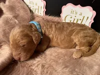 AKC- Miss Light Blue Collar, a female Poodle - Standard  for sale in Lexington, SC – Photo 2 of 8