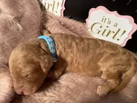 AKC- Miss Light Blue Collar, a female Poodle - Standard  for sale in Lexington, SC – Photo 3 of 8