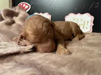 AKC- Miss Light Blue Collar, a female Poodle - Standard  for sale in Lexington, SC – Photo 5 of 8