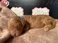 AKC- Miss Light Blue Collar, a female Poodle - Standard  for sale in Lexington, SC – Photo 4 of 8