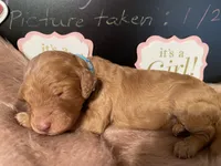 AKC- Miss Light Blue Collar, a female Poodle - Standard  for sale in Lexington, SC – Photo 6 of 8