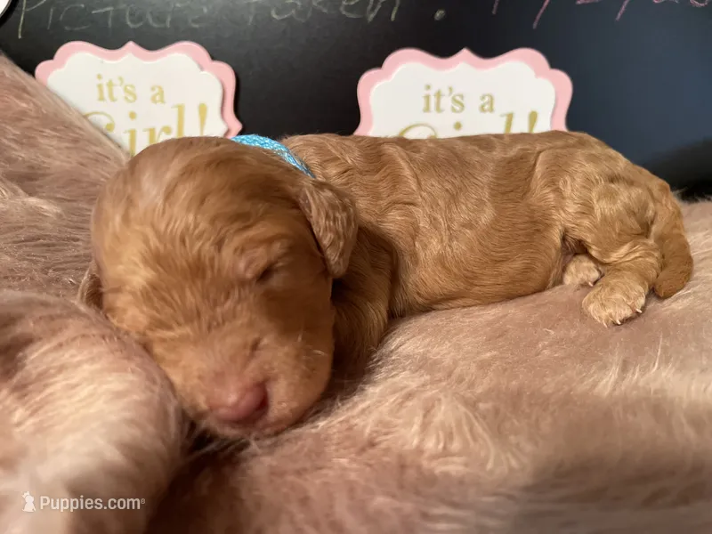 AKC- Miss Light Blue Collar