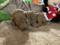AKC Miss Light Pink Collar, a female Poodle - Standard  for sale in Columbia, SC – 7 of 8
