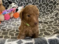 AKC Miss Lime Green Collar, a female Poodle - Standard  for sale in Columbia, SC – 2 of 10