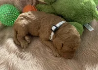 AKC Mr Gray Collar , a male Poodle - Standard  for sale in Columbia, SC – 8 of 9