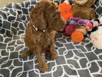 AKC Miss Lavender Collar, a female Poodle - Standard  for sale in Columbia, SC – 3 of 9