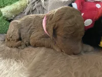 AKC Miss Light Pink Collar, a female Poodle - Standard  for sale in Columbia, SC – 5 of 8