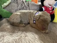 AKC Miss Purple Collar, a female Poodle - Standard  for sale in Columbia, SC – 7 of 8